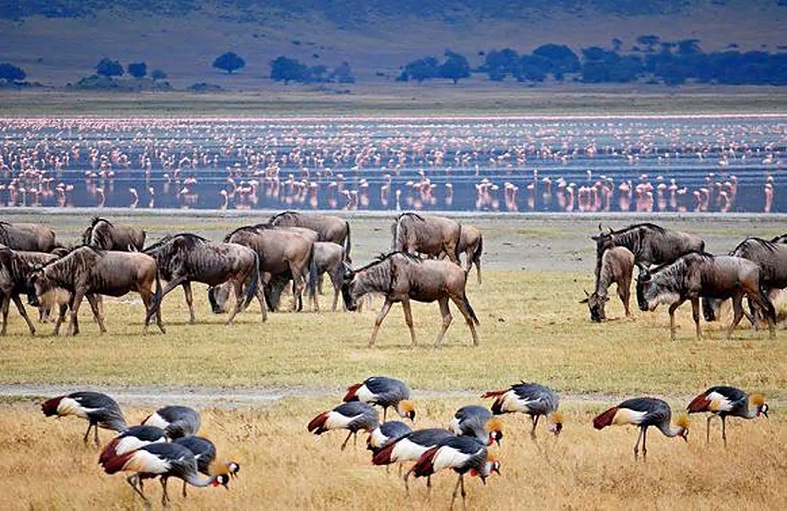 Safari landscape in Tanzania's northern circuit