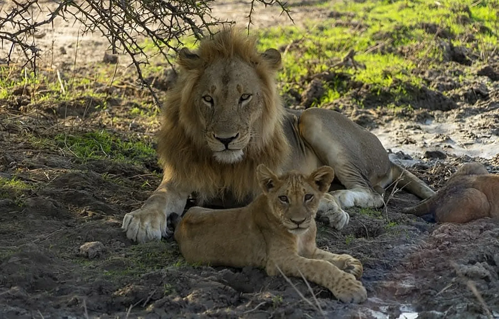 Ruaha National Park landscape