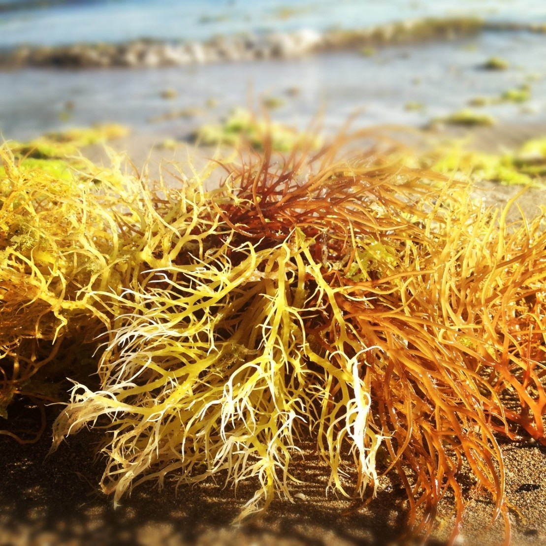 Seaweed on a sandy beach in Zanzibar