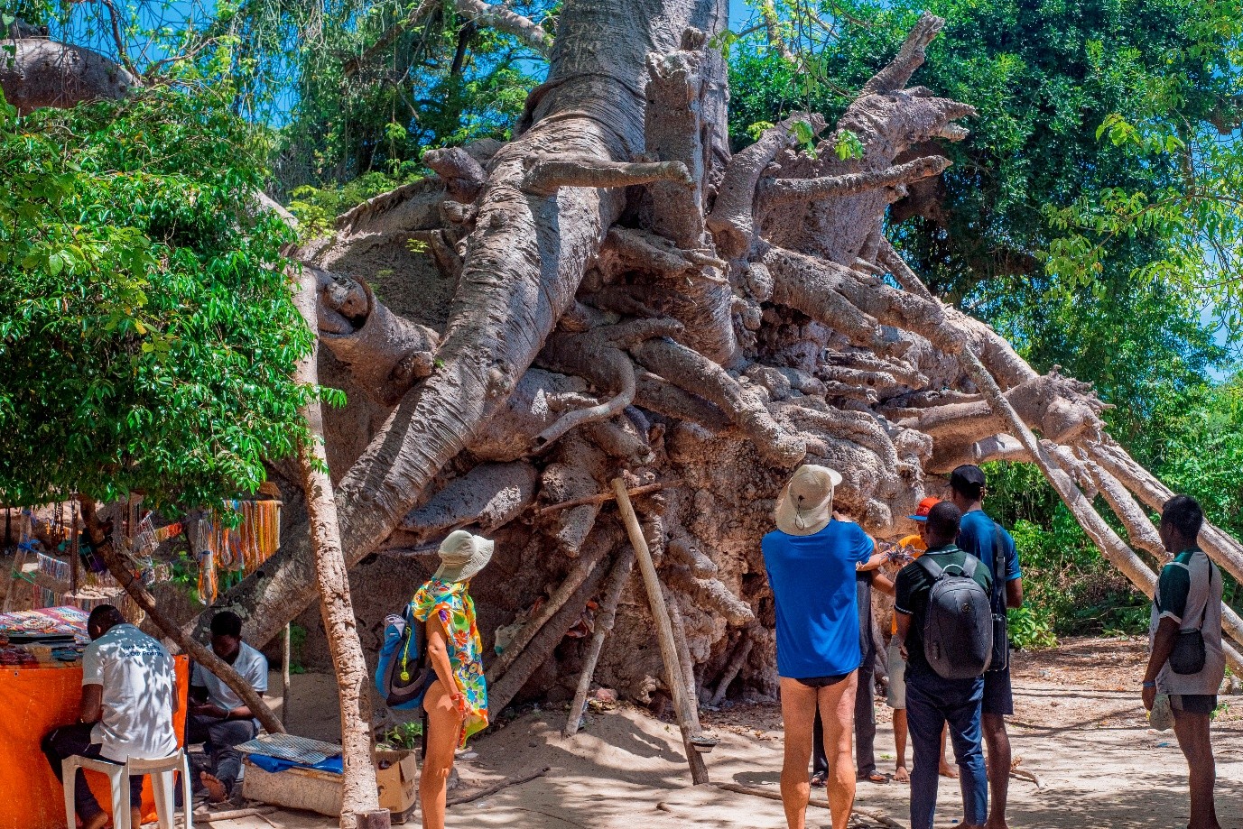 Tourists visiting a large baobab tree on the Safari Blue excursion