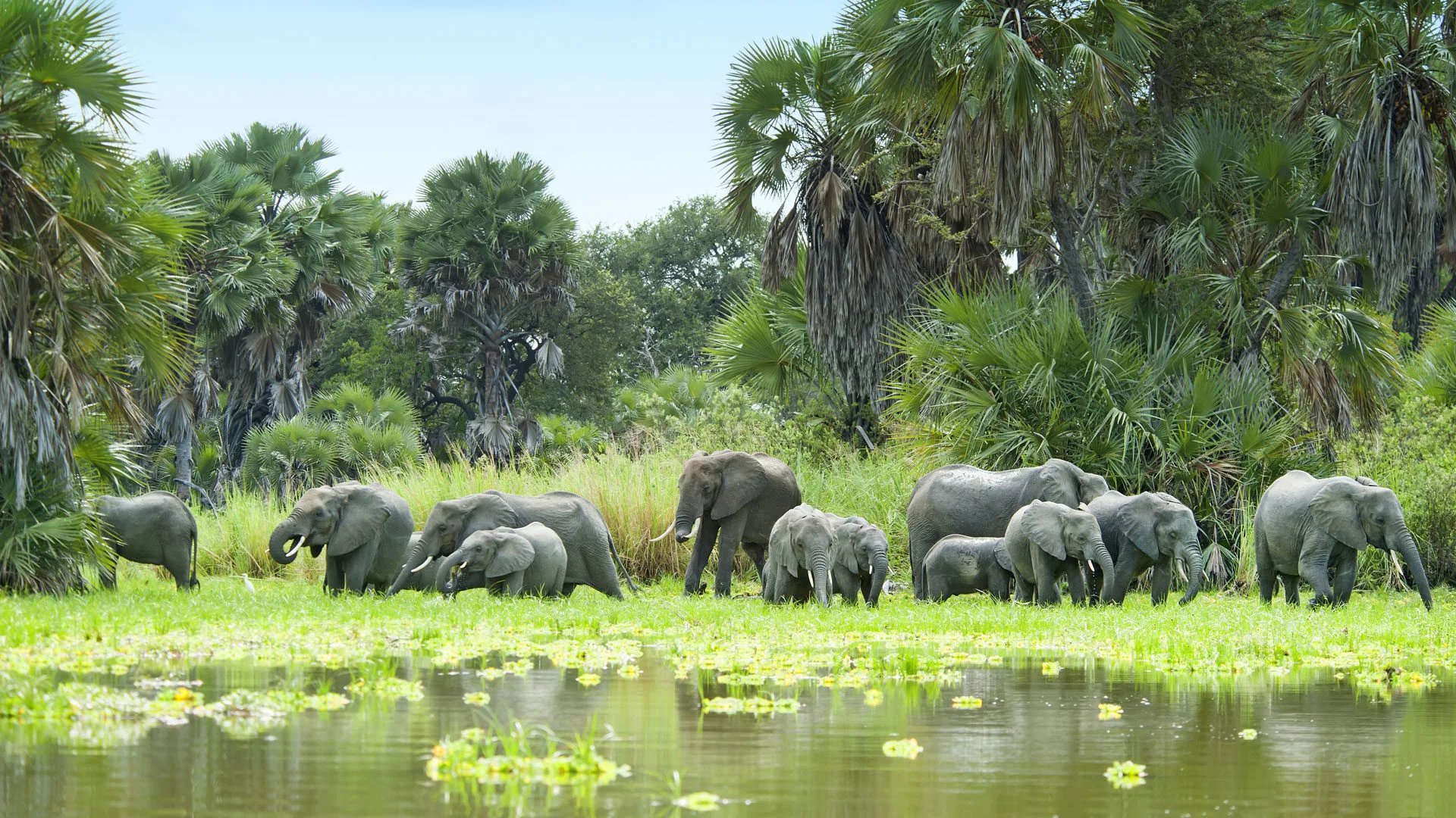 Herd of elephants beside a river on a Tanzania safari